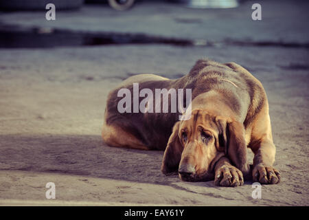 Traurig und einsam Hund Stockfoto