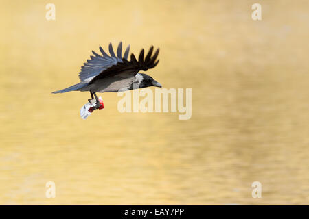 Corvus Cornix ist Hooded Crow in der Natur. Stockfoto