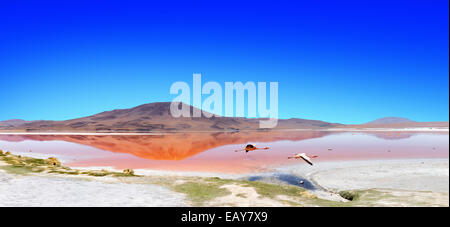 Panorama von einem Laguna auf der "Ruta de Las Joyas Altoandinas' in Bolivien mit rosa Flamingos, Angeln im See. Stockfoto