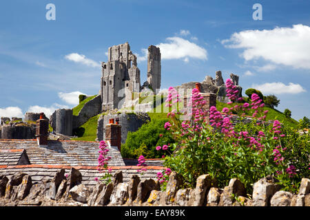 Corfe Castle Ruinen und Red Valerian Blumen wachsen in einer Wand Dorset England UK Stockfoto