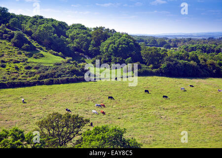 Eine Herde von Mischling Milchkühe weiden in einem Feld bei Corfe Castle Dorset England UK Stockfoto