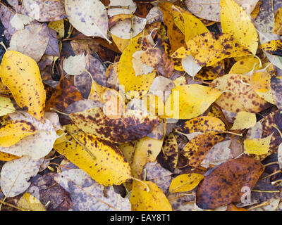 Herbst-Muster, gelbe Blätter mit braunen Punkten auf dem Boden, ein herbstlicher Detail aus den norwegischen Wäldern in Oslo Norwegen Stockfoto