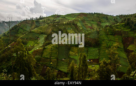 Plantagen von Ost-Java, Indonesien Stockfoto