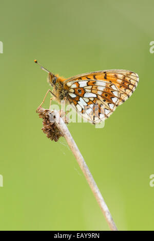 Kleine Perle-umrandeten Fritillary Butterfly Stockfoto