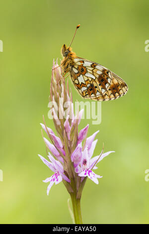 Kleine Perle-umrandeten Fritillary Butterfly Stockfoto