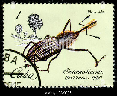 Kuba - CIRCA 1980: Eine Briefmarke gedruckt in Kuba gewidmet Insektenfauna (Insekt Fauna) zeigt Rhina Oblita, ca. 1980 Stockfoto