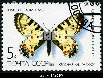 UdSSR - CIRCA 1986: Eine Briefmarke gedruckt in der UdSSR (Russland) zeigt einen Schmetterling mit der Aufschrift 'Allancastria Caucasica' von th Stockfoto