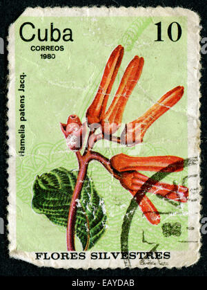 Kuba - CIRCA 1980: eine Briefmarke gedruckt in Kuba zeigt Leuchtkäfer, Hamelia Patens, Wildblumen, ca. 1980 Stockfoto