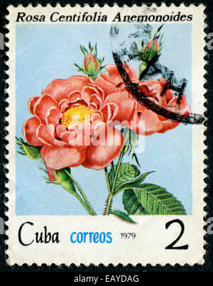 Kuba - ca. 1979: A Stempel zeigt Bild einer rosa Rose mit der Aufschrift "Rosa Centifolia Anemonoides", Serie, ca. 1979 Stockfoto