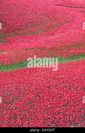 Meer von Mohnblumen am Turm Stockfoto