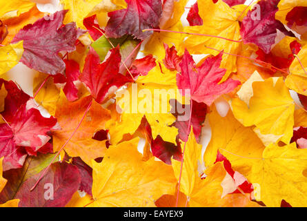 Nahaufnahme von einer Mischung der Blätter zu Spitzenzeiten Herbst Farbe einen schöne Herbst-Hintergrund schafft. Warmen Studiobeleuchtung mit einer Softbox. Stockfoto