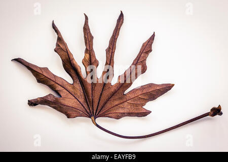 Trockene Blatt eines Fatsia japonica Stockfoto