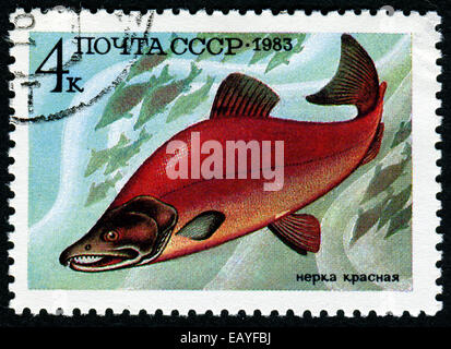 UdSSR - ca. 1983: Briefmarke gedruckt von UdSSR, zeigt das Bild einen Fisch namens Sockeye Lachs rot, ca. 1983 Stockfoto