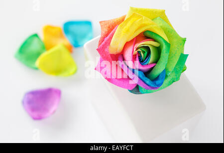 Regenbogen Rose in weiße vase Stockfoto