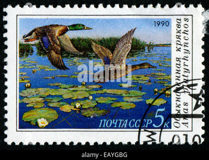 UdSSR - CIRCA 1990: Briefmarke gedruckt in der UdSSR, zeigt Serie Wildvögel gewöhnliche Stockente, ca. 1990. Stockfoto