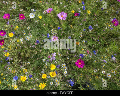 Ein Feld des Kosmos und Wildblumen Stockfoto