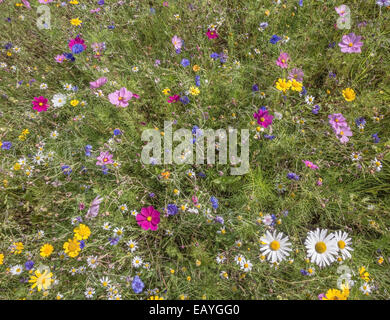 Ein Feld des Kosmos und Wildblumen Stockfoto