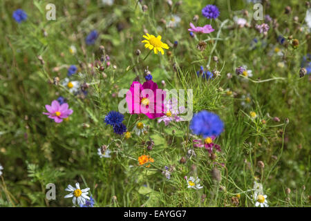 Ein Feld des Kosmos und Wildblumen Stockfoto