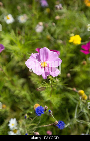 Ein Feld des Kosmos und Wildblumen Stockfoto