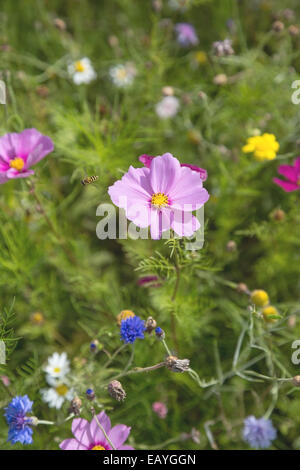 Ein Feld des Kosmos und Wildblumen Stockfoto