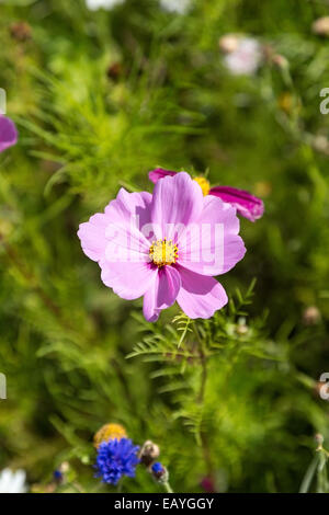 Ein Feld des Kosmos und Wildblumen Stockfoto