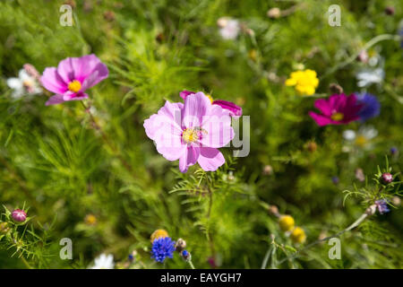 Ein Feld des Kosmos und Wildblumen Stockfoto