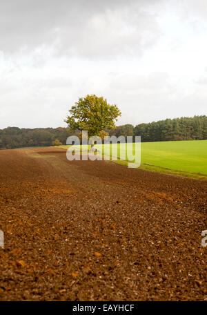 Landschaft mit Feldern und einzelnen Eiche stehen allein, Chisbury, Wiltshire, England, UK Stockfoto