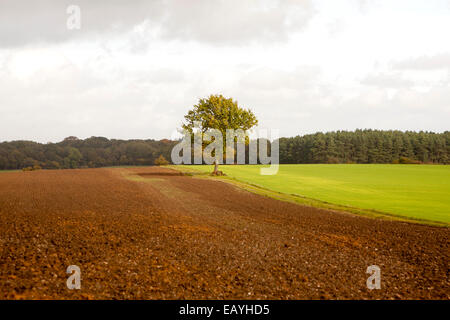 Landschaft mit Feldern und einem einzigen Eiche stehen allein, Chisbury, Wiltshire, England, UK Stockfoto