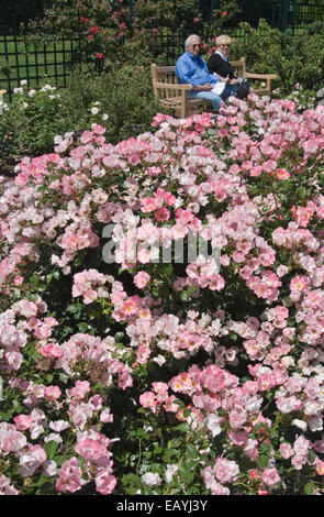 STRAUCH-ROSE - ROSA UNBESCHWERTEN GENUSS Stockfoto