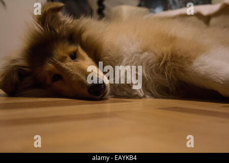 Süße Rough Collie Welpen am Boden liegend Stockfoto