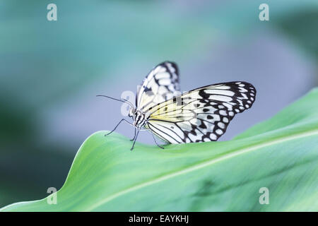 Ein weißer Baum Nymphe Schmetterling ruht auf einem grünen Blatt Stockfoto