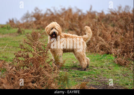 Aprikose Labradoodle Welpen stehen unter roten bracken Stockfoto