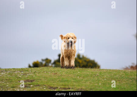 Aprikose Labradoodle Welpen stehen an der Spitze eines Hügels Stockfoto