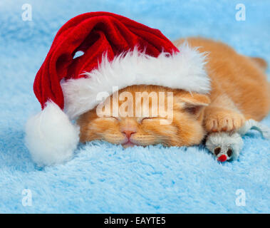 Kleines Kätzchen trägt Weihnachtsmütze auf einer Decke schlafen Stockfoto