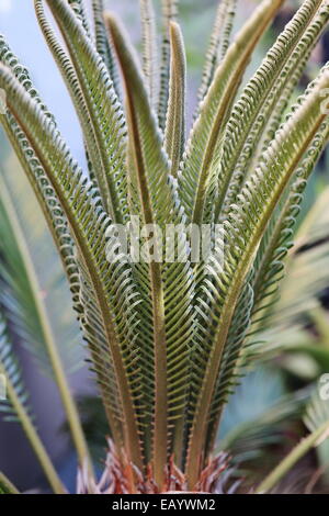 ein neues Flush Cycas Revoluta Blätter Nahaufnahme Stockfoto