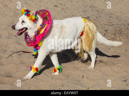 Hund in Halloweenkostüm am Strand Stockfoto