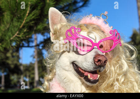 Weiße Schäferhund tragen rosa Sonnenbrille, Perücke und tiara Stockfoto