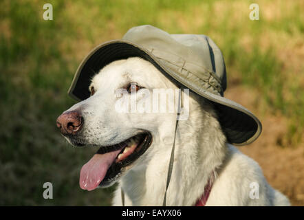 Hund tragen Hut während der Wanderung Stockfoto