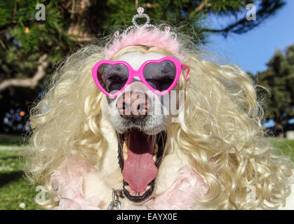 Hund trägt Perücke, Tiara, Boa und herzförmige Sonnenbrille an Halloween Stockfoto