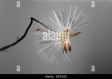 Fading Flowerhead Senecio Stapeliiformis, eine südafrikanische sukkulenten Arten Stockfoto