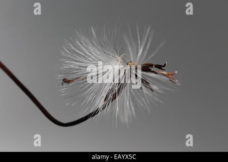 Fading Flowerhead Senecio Stapeliiformis, eine südafrikanische sukkulenten Arten Stockfoto