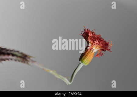 Fading Flowerhead Senecio Stapeliiformis, eine südafrikanische sukkulenten Arten Stockfoto