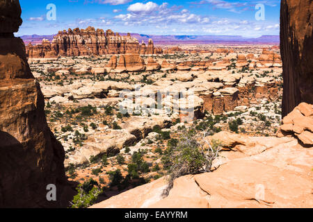 Blick vom Chesler Park. Canyonlands National Park, The Needles Region. Utah, USA. Stockfoto