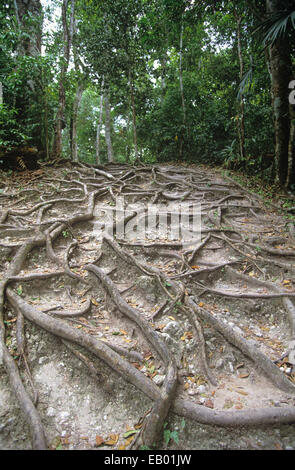 Wurzeln eines Baumes Ceiba am Nationalpark Tikal in Guatemala, Mittelamerika Stockfoto