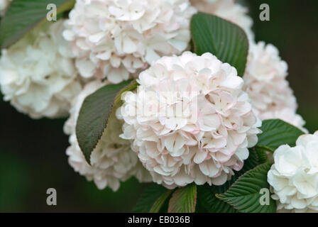 JAPANISCHER SCHNEEBALL - VIBURNUM PLICATUM "ROSACEA" Stockfoto