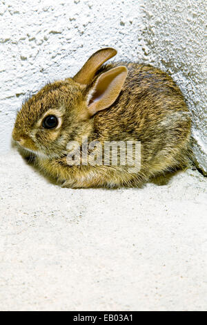 Junge osteuropäische Cottontail, Kaninchen, Sylvilagus Floridanus, Ecke der Veranda, Tampa, FL Stockfoto