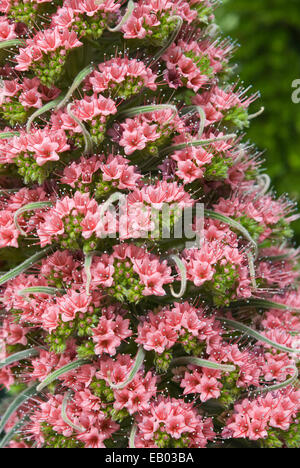 Echium Wildpretii - Tower of Jewels Stockfoto