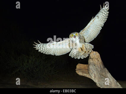 Große gehörnte Eule Bubo Virginianus Tucson, Arizona, USA 3 November Erwachsenen während des Fluges.       Leptogrammica Stockfoto