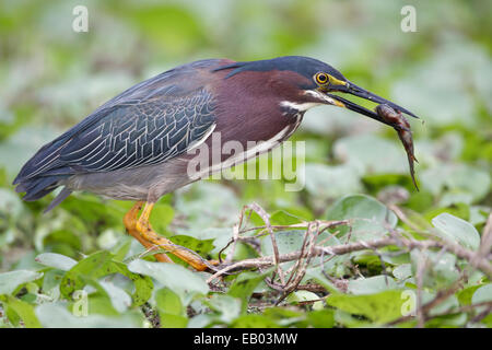 Grüne Heron - Butorides virescens Stockfoto