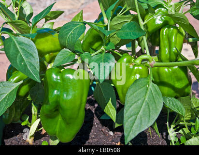 Grüne Früchte reifen im Sommersonne auf Paprika Pflanzen Sorte Redskin, angebaut im Container auf Terrasse, England UK Stockfoto